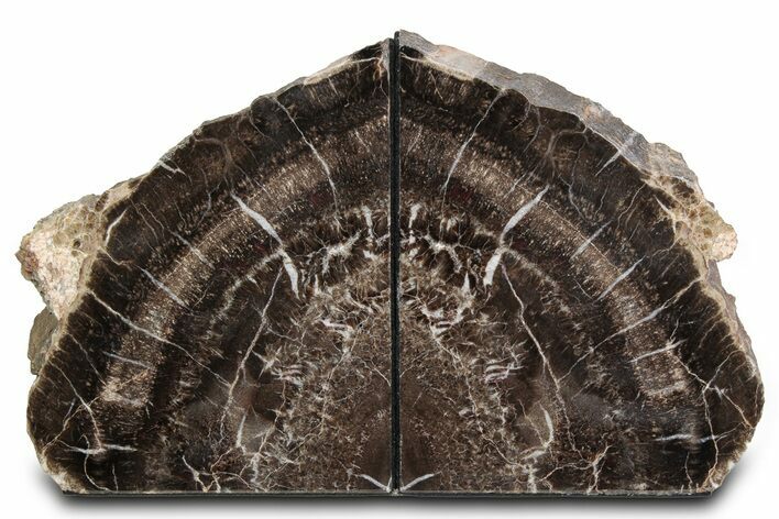 Tall Triassic Age Petrified Wood Bookends - Arizona #382169